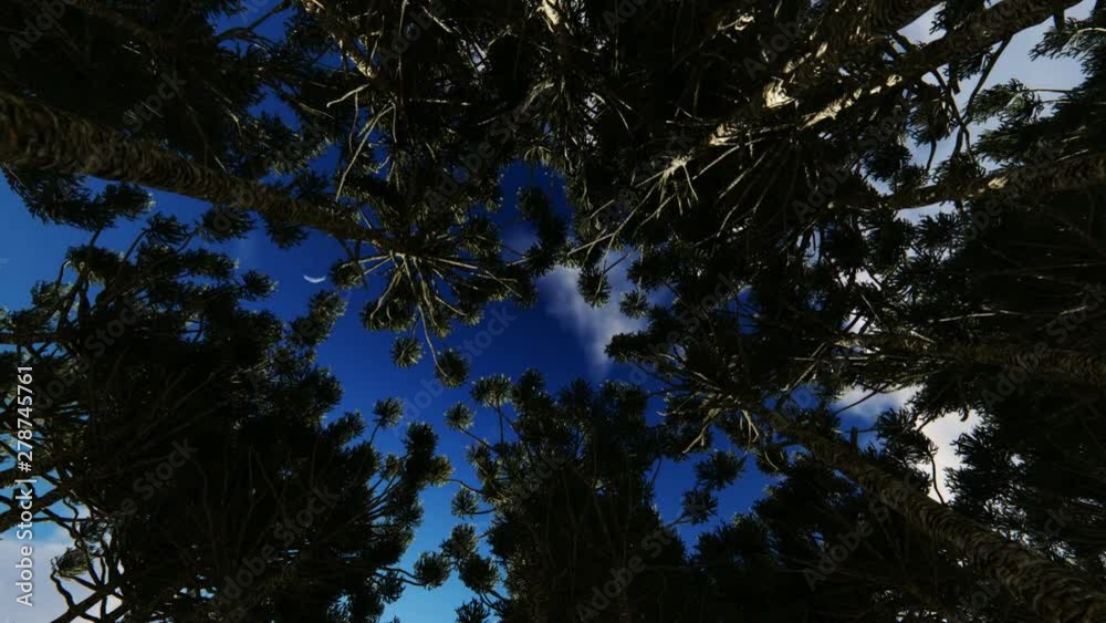 Wall mural looking up through a circle of trees, clouds passing by
