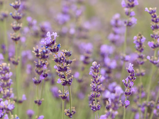 lilac lavender grows in a field in open air