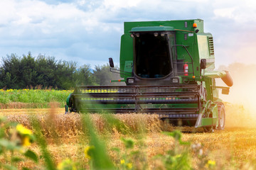 Harvesting wheat harvester on a sunny summer day