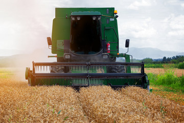 Fototapeta premium Combine harvester in action on wheat field. Harvesting is the process of gathering a ripe crop from the fields.