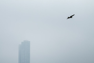 bird in flight. Hong Kong