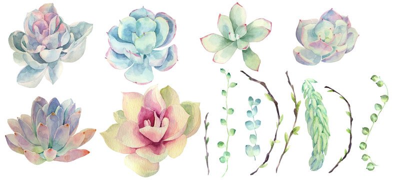 Set of watercolor succulents