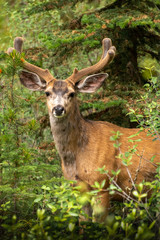 singe buck deer in green foliage 