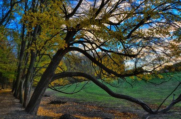 Maple trees along a road at autumn afternoon daylight