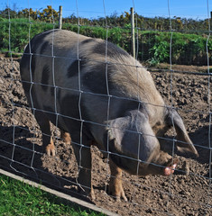 Pig in a pig pen on a summer day