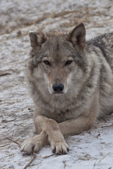 Obraz premium Beautiful and strong female gray wolf lies on the snow gracefully crossing his paws. close-up