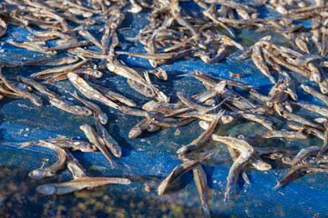 fisherman group make dried fish at outdoor . Fishermen group Collecting fish from the sun.
