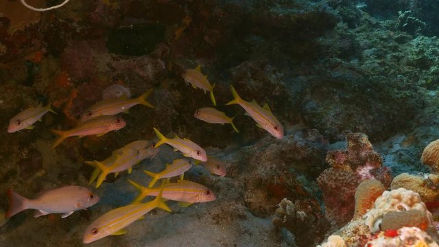 Seascape of coral reef in the Caribbean Sea around Curacao with School of Grunt fish, coral and sponge