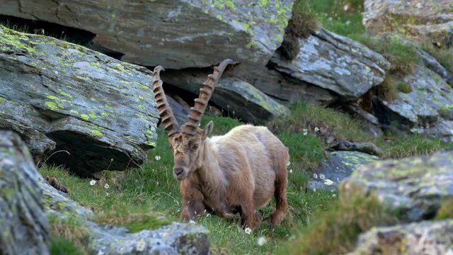 Alpine ibex (Capra ibex) in mountain environment