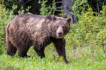 Fototapeta premium close up Brown Grizzly Bear Wet 