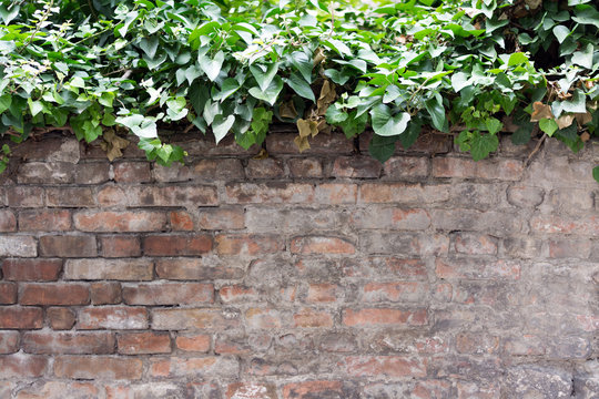 Red brick and gray old grungy cement surface covered with green climber vine leaves 
