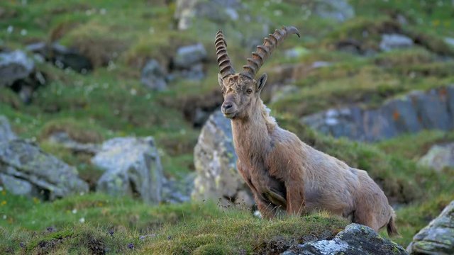 Alpine ibex (Capra ibex) in mountain environment