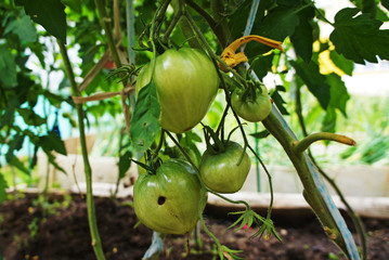 Green tomato grows on the garden close-up.
