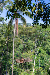 Fototapeta premium Extreme recreation area on a high tropical tree in the jungle near the rice terraces in island Bali, Indonesia
