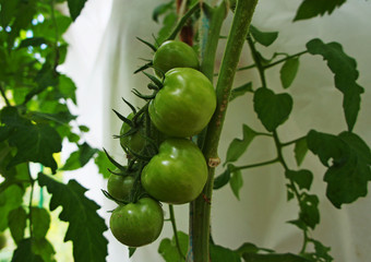 Green tomato grows on the garden close-up.