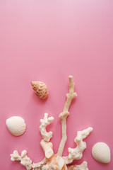 coral with pink pastel background 