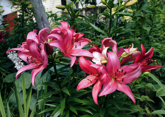 Beautiful red pink flowers grow on a flowerbed close-up.