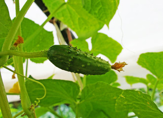 Green cucumber growing on the bushes close-up.