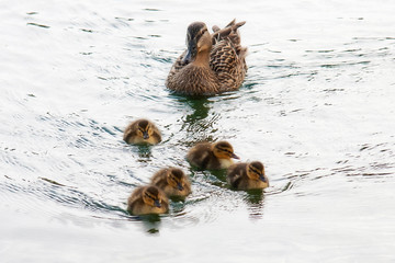 Duck and ducklings