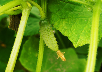 Green cucumber growing on the bushes close-up.