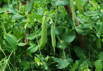 Green pea pod growing on the bushes close-up.