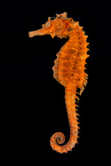 seahorse