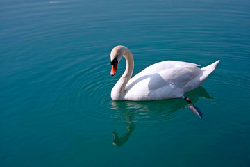 Swan