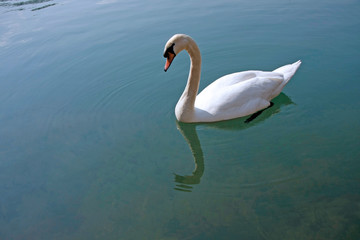 Swan