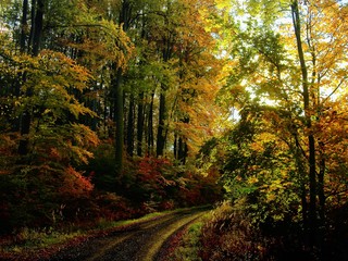 Obraz premium Beech trees forest at autumn / fall daylight