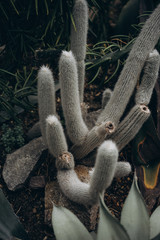  tall cactus, thorny plant, Pseudoespostoa melanostele, selective focus, film and grain