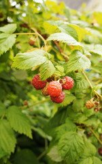 Raspberries growing on bushes close up.