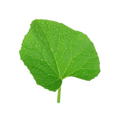 fresh green leaf of melon isolated on white background