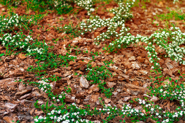 Mulching flowerbed in sunset rays with natural brown pine bark mulch. The use of natural materials in the design of land and landscapes.