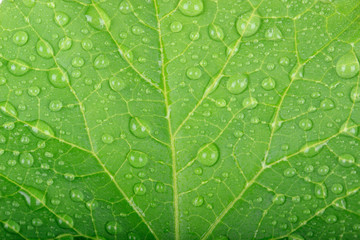 fresh green leaf of melon with waterdrops  background