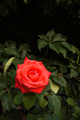 Red Rose