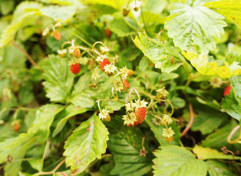 Strawberry berries on the bushes close-up.