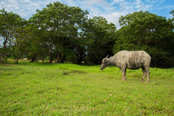 Thai buffalo is grown in bright green fields, at Phuket, Thailand.