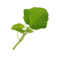 fresh green leaves with water drops  and with tendrils isolated on white background