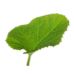 fresh green leaf of melon isolated on white background