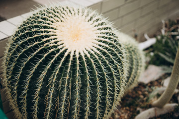 round hedgehog cactus, Echinocactus, lives in the deserts of Mexico and the southwestern United States. selective focus, film and grain