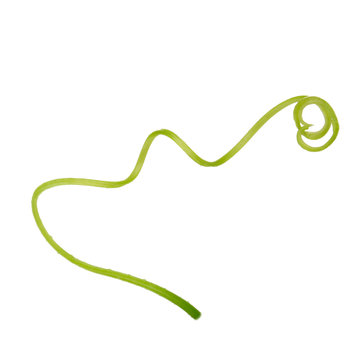 green vine tendril watercolor on white clip art preview