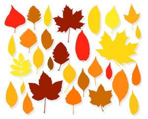 Colorful autumn leaves set on white background. Vector illustration