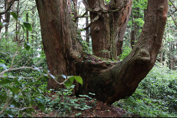 【山形県 日本の観光名所】幻想の森 ウラ杉