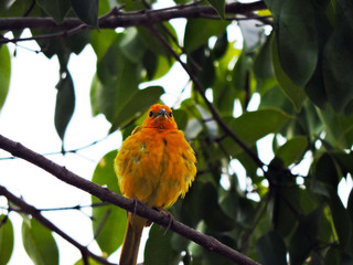 bird yellow