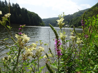Blumen an der Saar 3