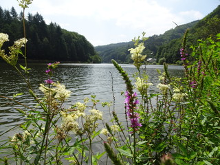 Blumen an der Saar 3