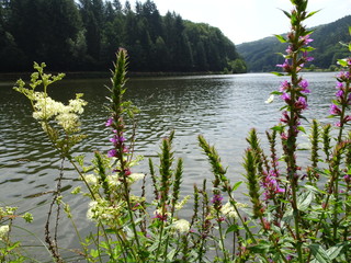 Blumen an der Saar 3