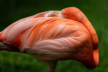 Close up of Caribbean Flamingo with Head resting on Back