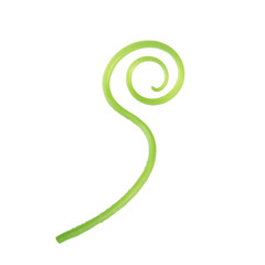 fresh green tendril of melon isolated on white background