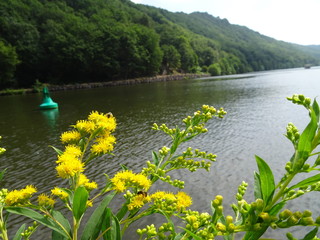 Blumen an der Saar